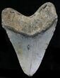 Large Megalodon Tooth - North Carolina #32823-2